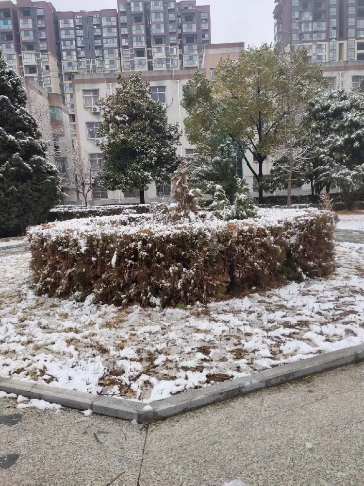 校园雪景5