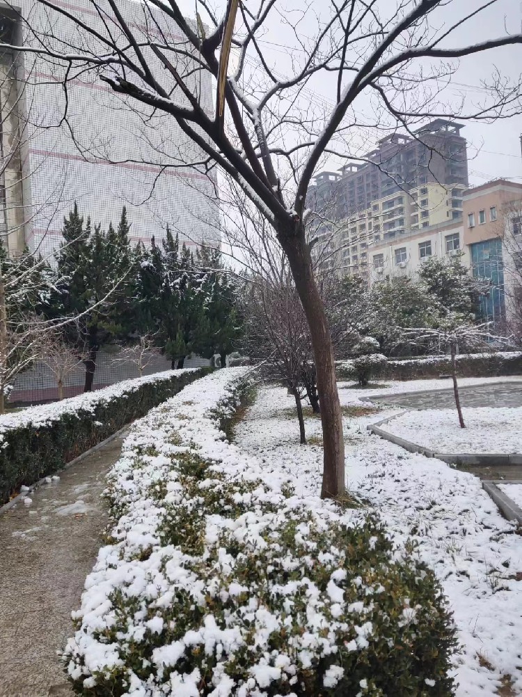 校园雪景3